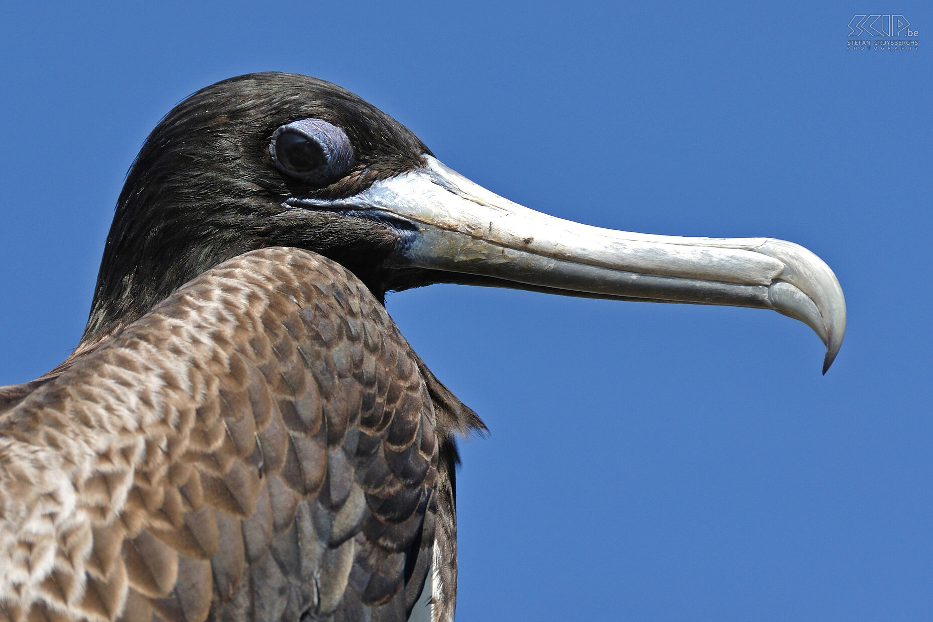 Galapagos - North Seymour - Frigatebird  Stefan Cruysberghs